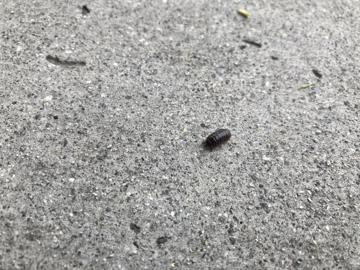 This is a roly poly