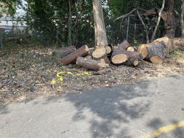 Heritage tree no more