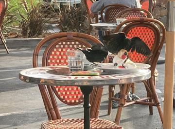 Bird grabs torte at Douce France