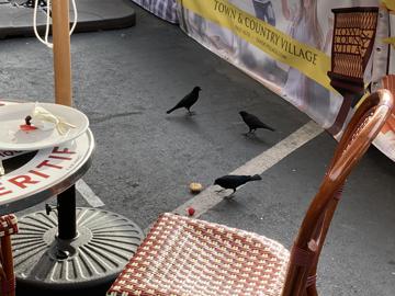 Birds love pastries