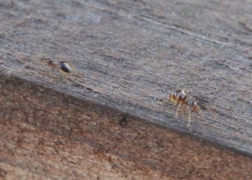 Ants