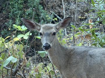 Mule deer